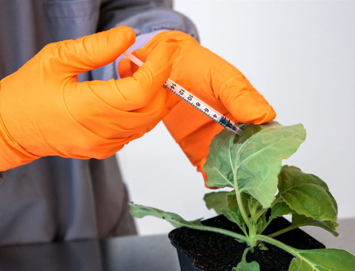 A researcher using a plastic syringe to apply liquid to the leaf of a plant