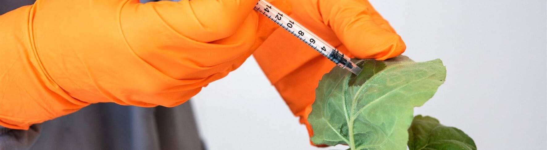A researcher using a plastic syringe to apply liquid to the leaf of a plant