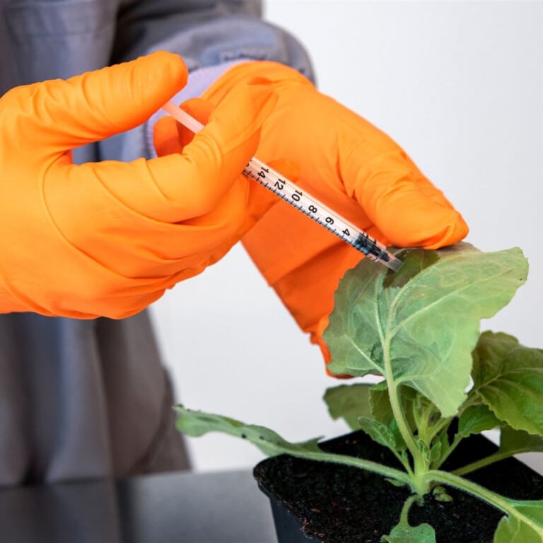 A researcher using a plastic syringe to apply liquid to the leaf of a plant