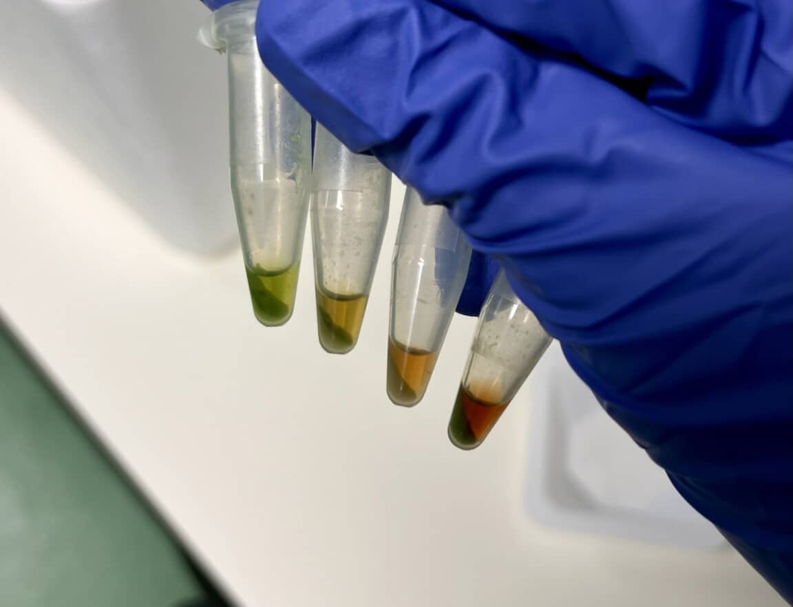 Four plastic sample tubes containing liquids of different colours including green, orange and red