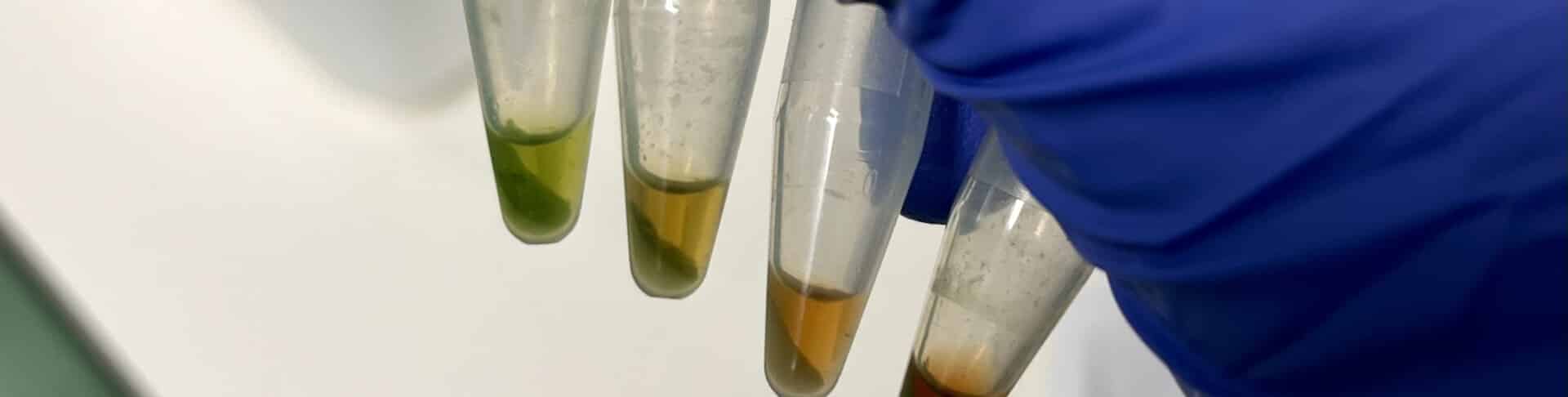 Four plastic sample tubes containing liquids of different colours including green, orange and red