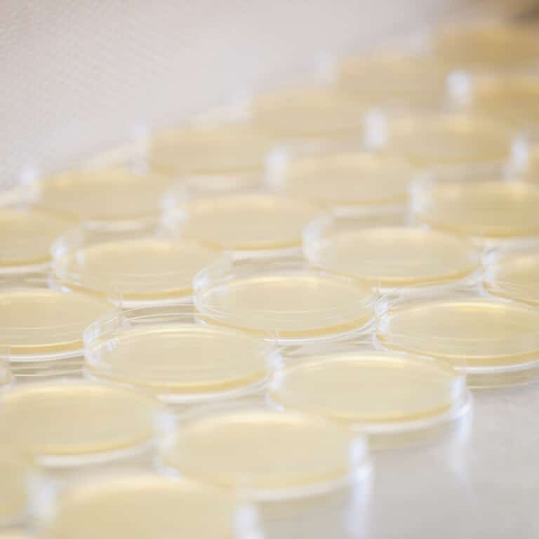 Rows of light yellow agar plates in a laboratory