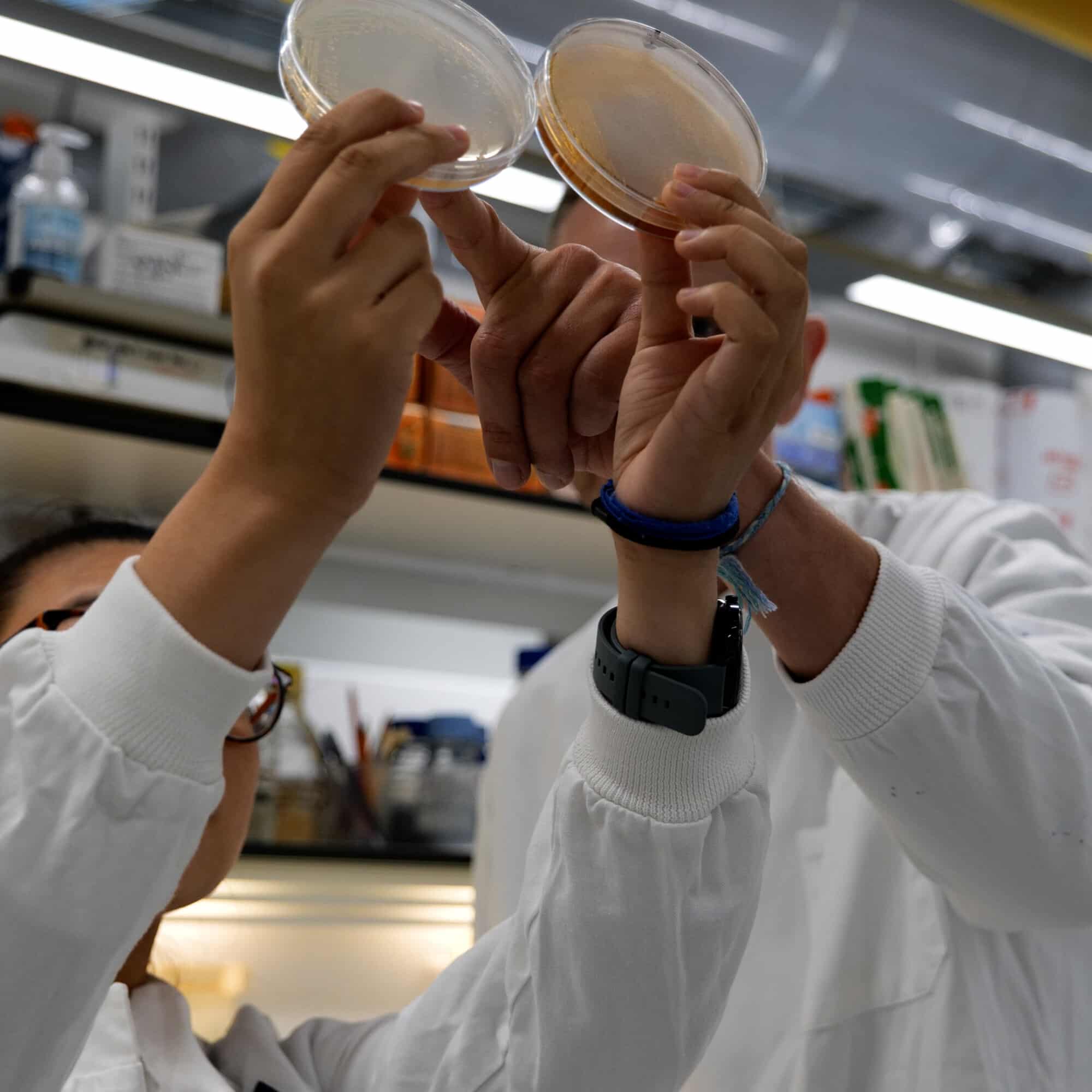 Two people in white lab coats holding up and inspecting agar plates in a laboratory