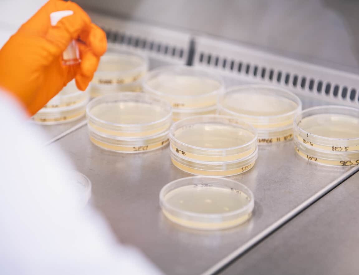 Rows and stacks of light yellow agar plates in a laboratory