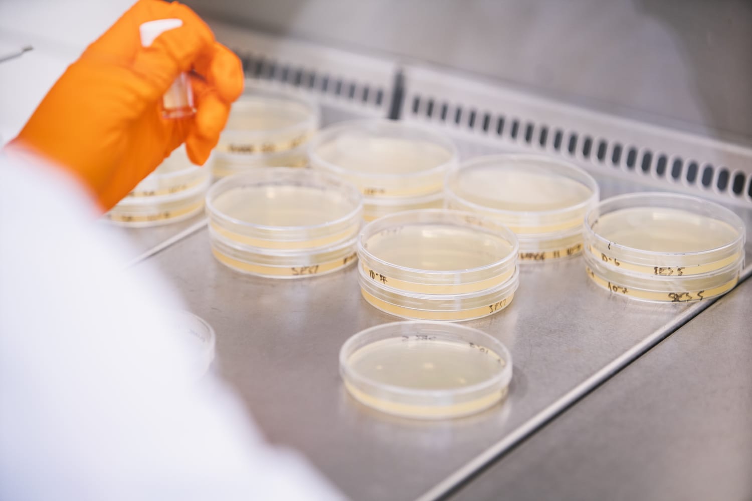 Rows and stacks of light yellow agar plates in a laboratory