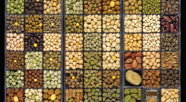Small square trays filled with seeds of various colours and sizes