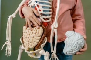 A plastic skeleton model and plastic brain model being held up in front of someone