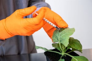 Close up of hands with orange gloves injecting substance into leaves.