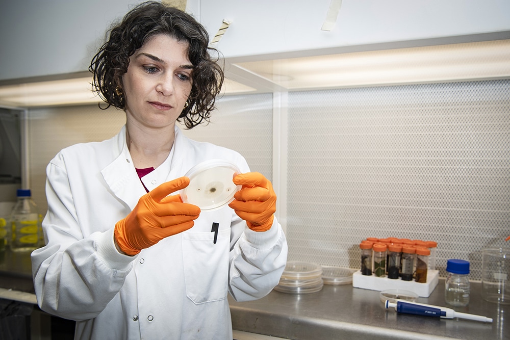 Dr Rosaria Campilongo in a laboratory examining an agar plate