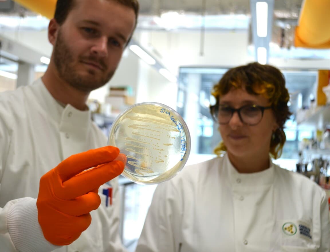 Two people looking at an agar plate covered in thin streaks of bacteria colonies
