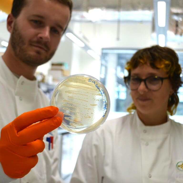 Two people looking at an agar plate covered in thin streaks of bacteria colonies