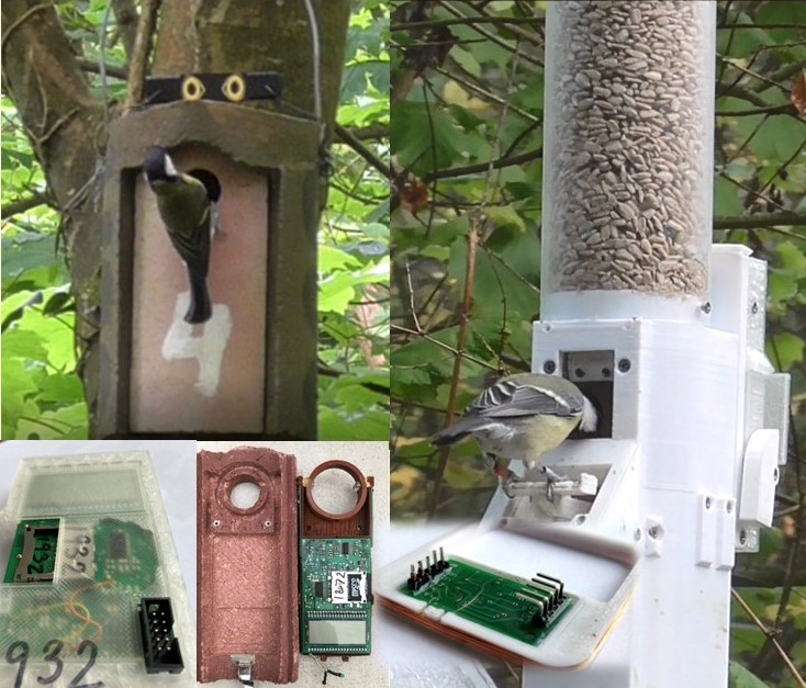 Bird box feeding devices attached to trees with small birds collecting seeds