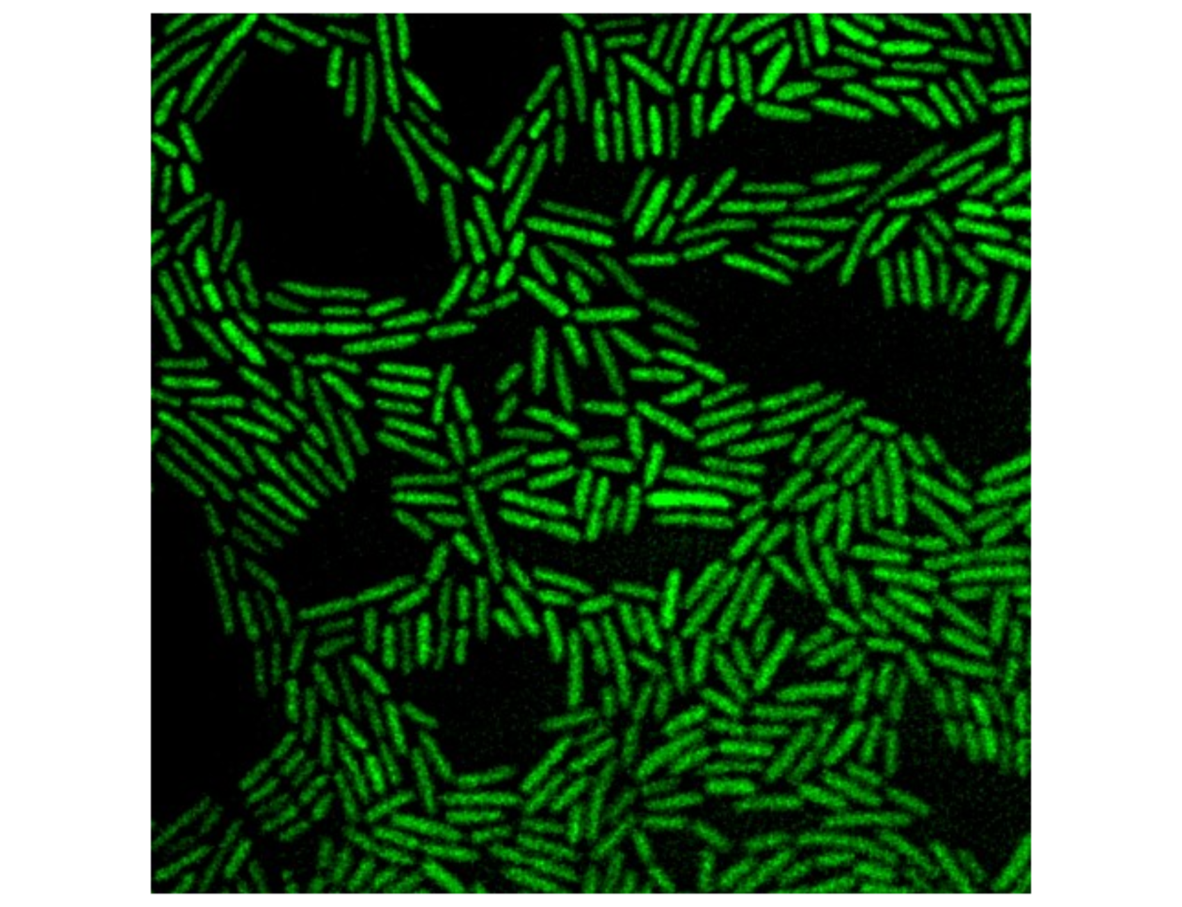 Microscope image showing clusters of microorganisms coloured in bright green on a black background