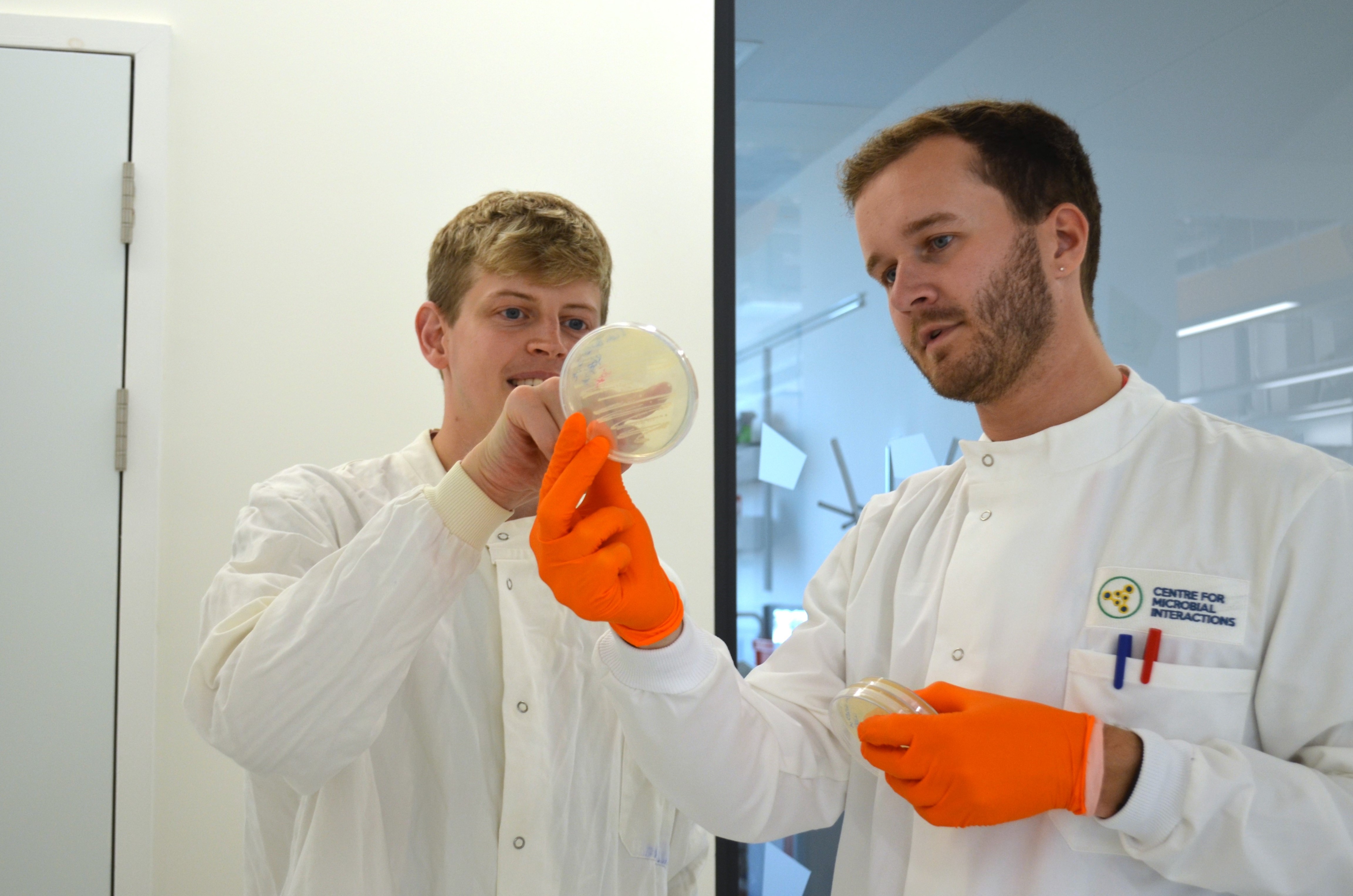 Two scientists wearing white lab coats who are pointing at a pale yellow petri dish.