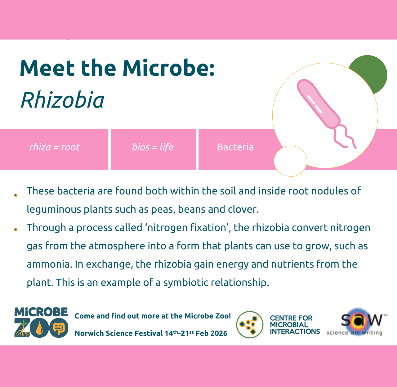 Fact sheet about Rhizobia