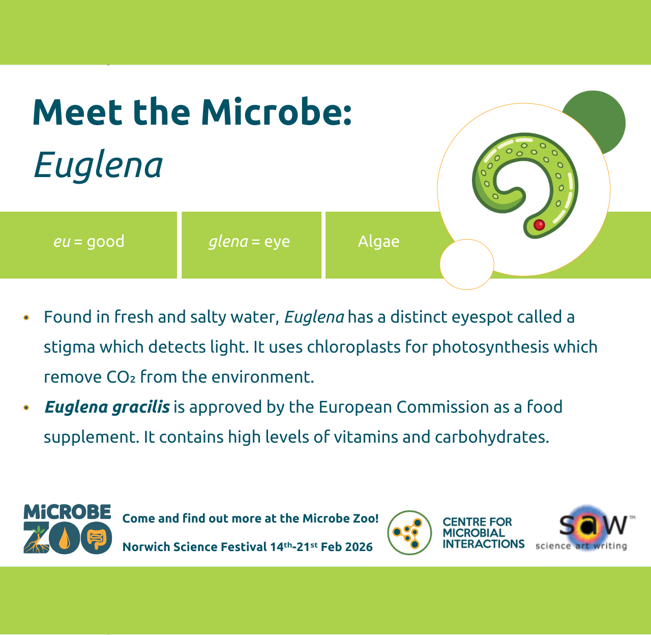 Fact sheet about Euglena