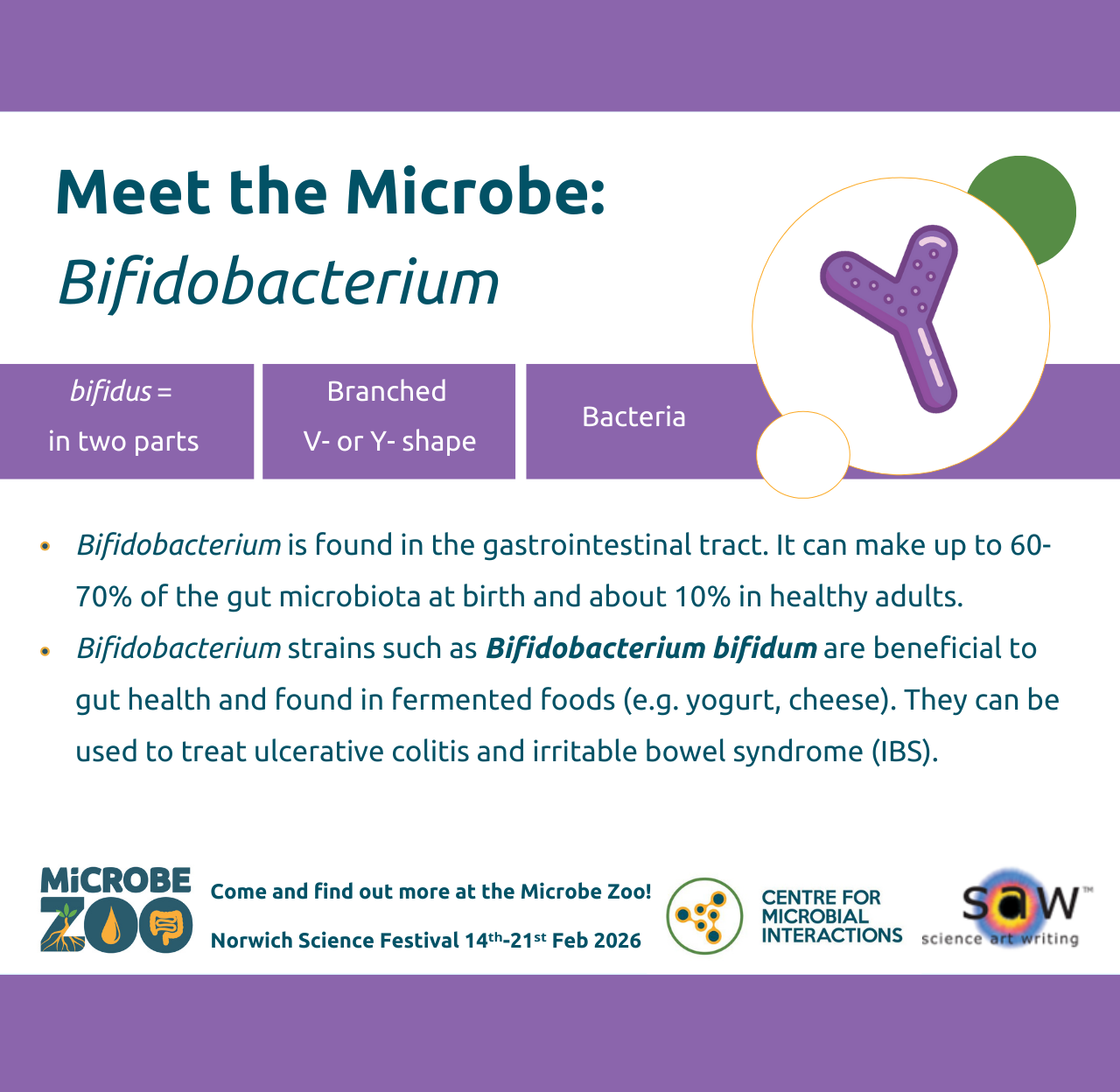 Fact sheet about Bifidobacterium