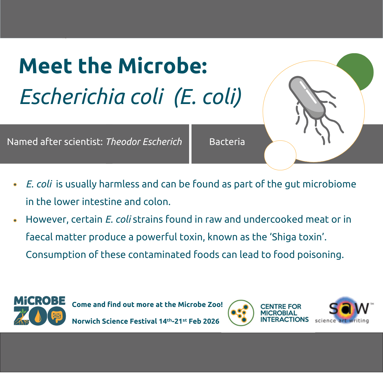 Fact sheet about E. coli